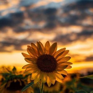 Meet your Posher, Bridget